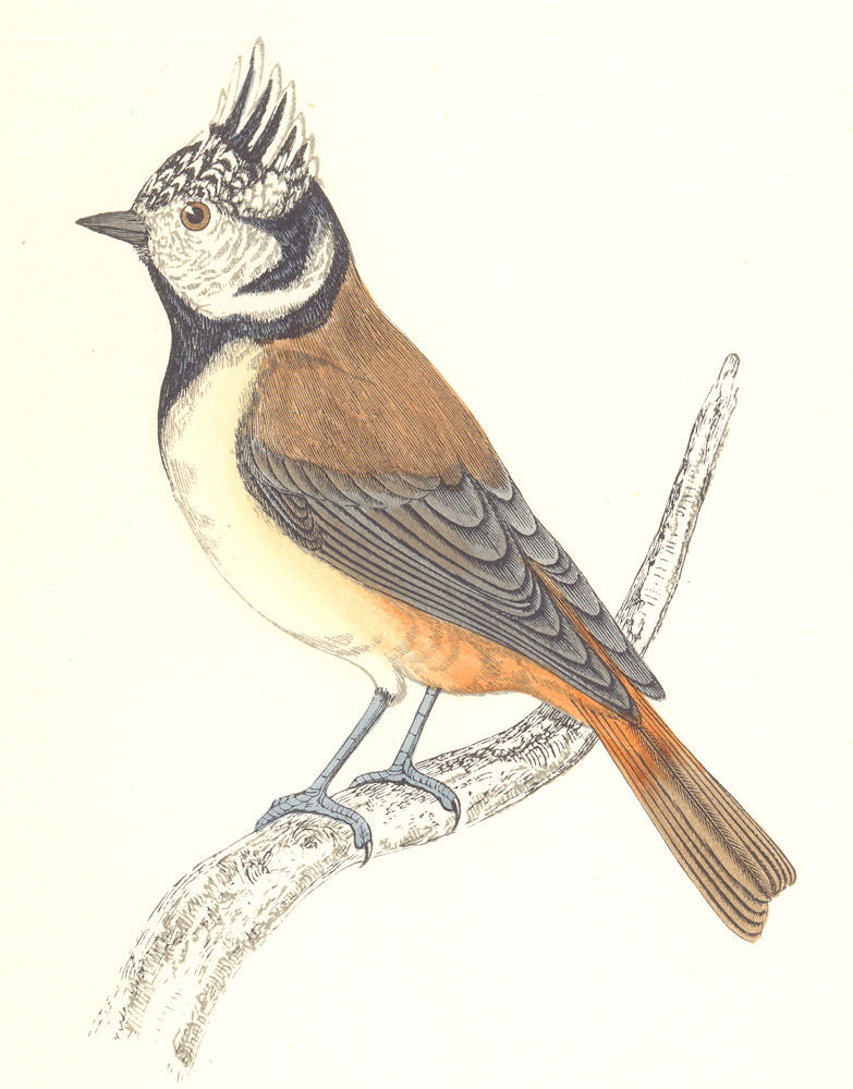 BIRDS. Tit Crested. Native of Europe. Crested Tit (Morris) 1865 old print